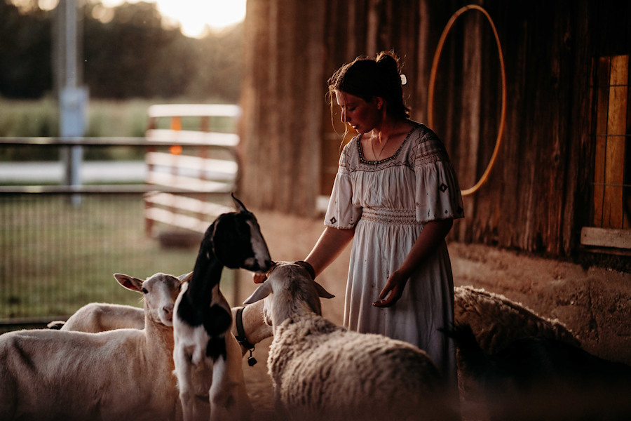 Feeding the goats