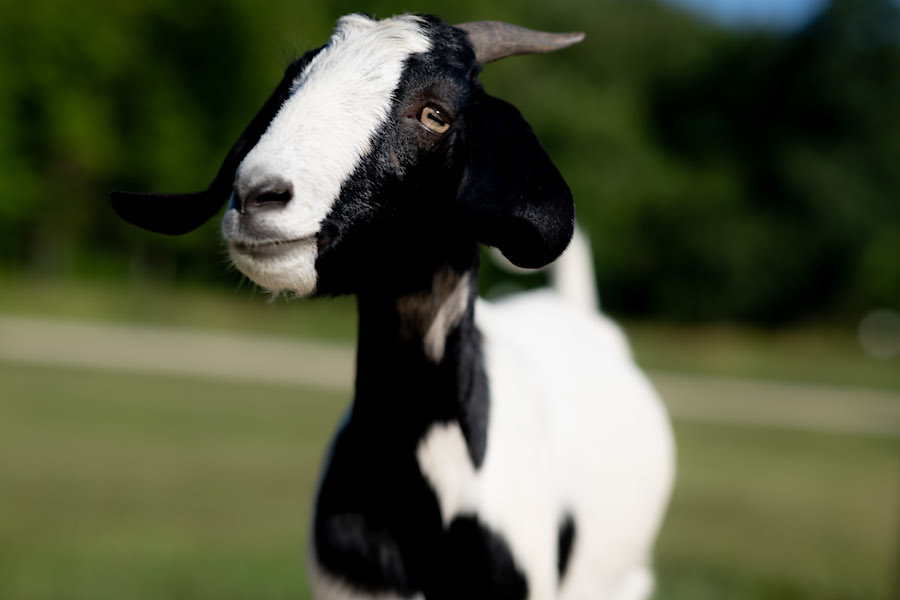 Close up goat